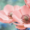 Gardenia: el significado de una maravillosa flor - Flores Gardenia
