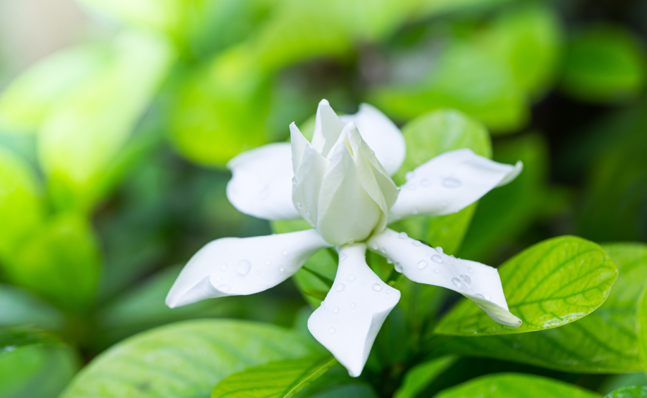 Gardenia: el significado de una maravillosa flor - Flores Gardenia